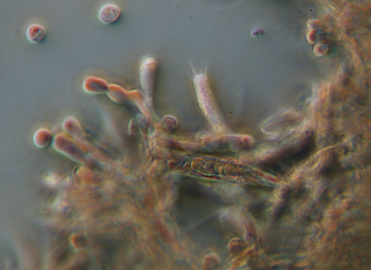 Una crosta a lunghi denti - foto 6727 (Dentipellis fragilis)